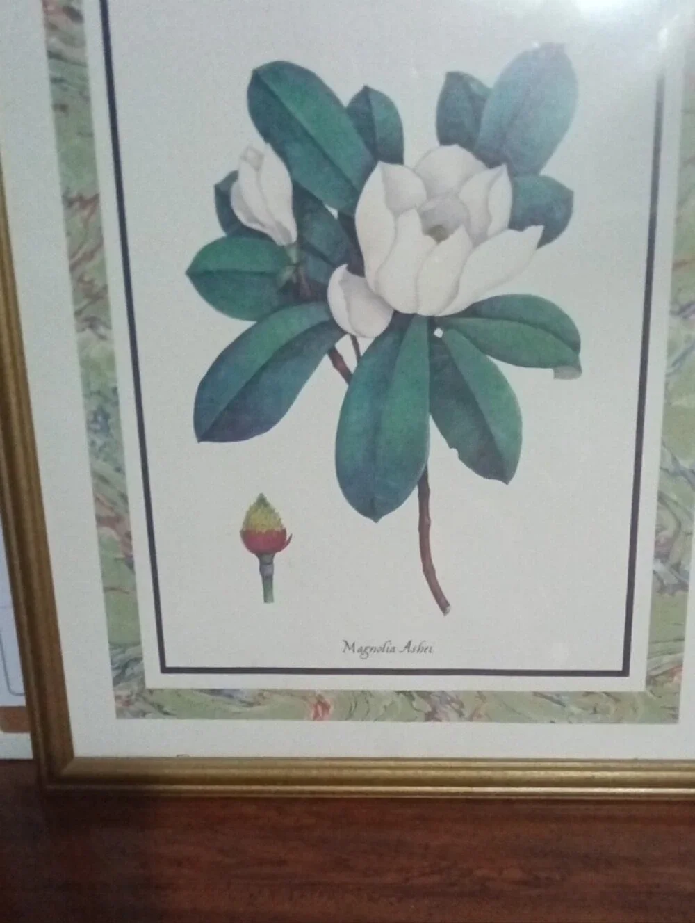 Framed Botanical Magnolia Art Print - Gold Frame, Green & Cream